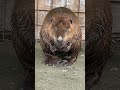 じぃーーー アメリカビーバー ビーバー beaver animals cuteanimals トリアスふれあい動物園