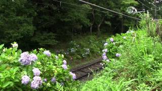 第３回　箱根紫陽花探訪　箱根登山鉄道　大平台周辺　サンナナ