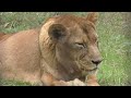 日本最高齢のライオン　オトちゃん　のんびりと過ごしています　【のんほいパーク】lion oto chan toyohashi zoo