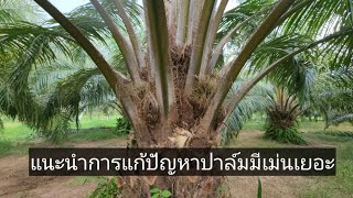 แนะนำวิธีแก้ปัญหาทะลายมีเม่นเยอะ