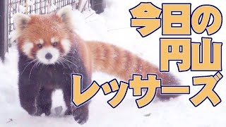 【レッサーパンダ】今日の円山レッサーズ　December 4 , 2019　Red Pandas at Maruyama Zoo