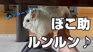 【チンチラ】ぼこ助ルンルン♪　chinchilla