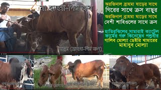 ব্রাহমা ও গির ক্রস বাছুর | ব্রাহমা ও দেশী ক্রস বাছুর | Brahma Calf