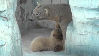 ホッキョクグマの乳飲み声｢笹鳴き｣(天王寺動物園2015年4月19日)