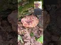 20240713 12 Tree mushroom Ganoderma tsugae iron clad beetle slugs #treemushroom #ironclad #beetle