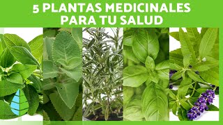 5 HIERBAS MEDICINALES y sus propiedades🌿🍵 | ¡Aprovecha sus beneficios para tu SALUD!