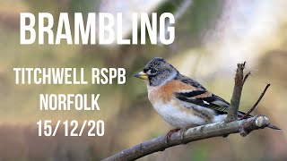 Brambling Titchwell RSPB, Norfolk 15/12/20