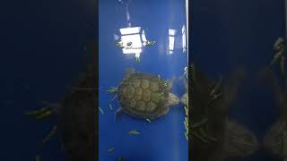 cute turtle 🐢 ❤ journey |turtle aquarium pond day 560