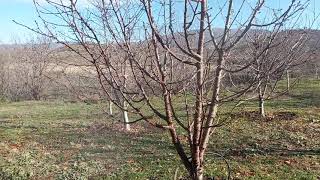 Cresa - Cherry - Zimsko prskanje - Makedonija - Macedonija 05.12.2021#ALMOND FRUITS MACEDONIA