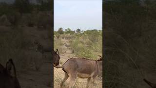 Why Donkeys Has Just Gone Viral