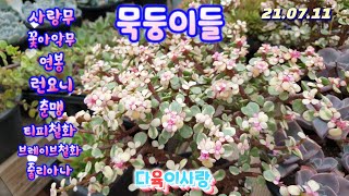 다육이사랑3탄/묵은둥이 착하게/사랑무.연봉.런요니/2만이상택배가능 010 6301 7814