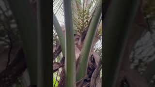 కొబ్బరి పూత/కొబ్బరి పిందెలు #rare video #youtubeshorts #tree #cocomelon #sweet #cool #summer #health