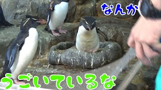 何かと文句を言って怒っている、ミナミイワトビペンギン。【海遊館】Southern rockhopper penguin