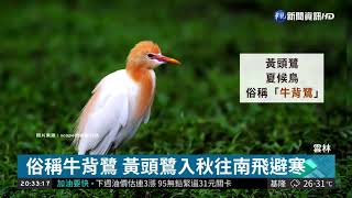 黃頭鷺遷徙 雲林樟湖村絕佳觀賞點 | 華視新聞 20180907