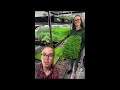 the truth about growing microgreens…