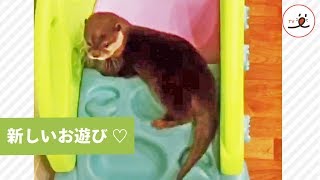 新しい滑り台の遊び方を見つけ、はしゃぐカワウソさん【 PECO TV 】