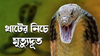 সাত সকালেই খাটের নিচে দেখা মিলল কিং কোবরার