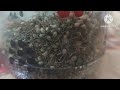 harvesting coriander seeds how to harvest coriander seeds വീട്ടില്‍ മല്ലി കൃഷി