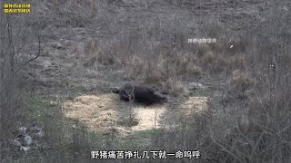 丧彪用复合弓狩猎野猪，野猪脑袋惨被一箭贯穿