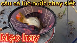 Cách câu cá chép lúc nước chảy xiết | câu cá chép | câu đài #fishing #cauca