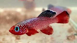 卵生メダカ ノソブランキウス カーディナリス 若親の輝き（Nothobranchius cardinalis）#Shorts