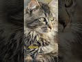 Didekati kucing pertanda ini #islamicvideo #kucing #pertandarezeki #shortvideoyoutube #islamicshorts