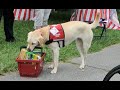 Service Dogs IN ACTION! (VLOG 10) Service Dogs IN ACTION! (VLOG 10)
