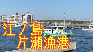 江ノ島  片瀬漁港  帰港風景 【リチャードアキラ】