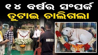 ଚାଲିଗଲା ଗୁଲୁ ପାପା.. | Pet Dog Ends 14-years Journey, Closing Its Eyes Forever | Odisha Reporter