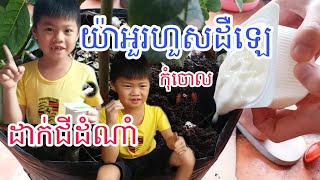 ធ្វើជីធម្មជាតិ | EP.4 | យកយ៉ាអួរហួសដឺឡេដាក់ដំណាំ ធ្វើឱ្យដីធូរ ធំលឿន