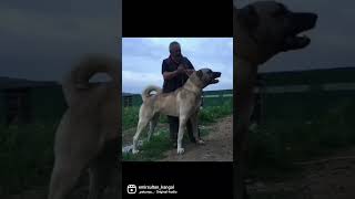 onur kanli hocamizin gercek safkangallari #keşfet #kangal #keşfetteyiz #shorts #sivas #haymana #dog