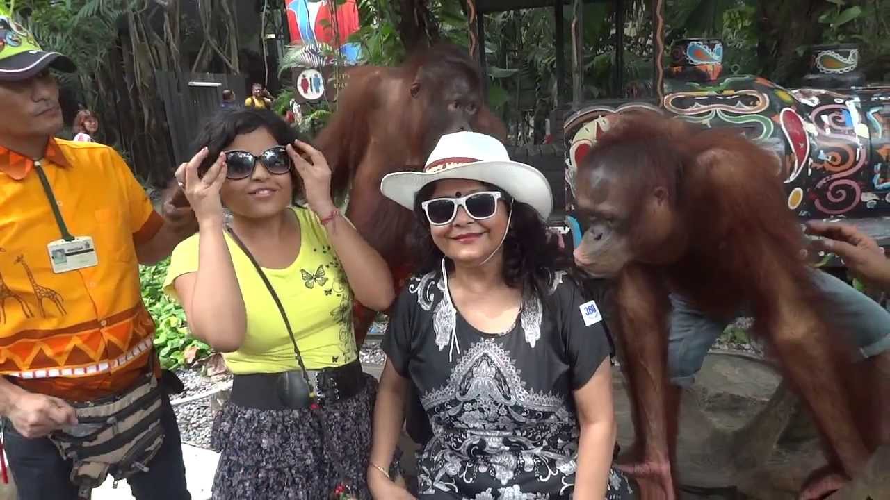 Orangotang 1 Youtube