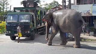 Elephant Transportation - Transporting elephants after the Kaduwela parahera in Sri Lanka 2024