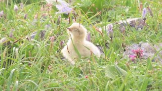 【強く生きるライチョウの雛　白変種(突然変異種)】非常に貴重な映像です。