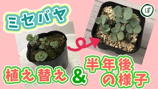 【多肉植物🌵】簡単😃ミセバヤの植え替え＆半年後の様子☺️✨ | Sedum sieboldii