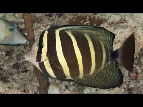 Is sailfin Tang aggressive?