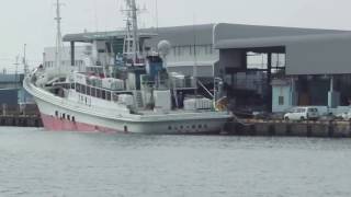 １０月４日　新港の３隻の鰹船