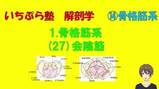 【いちぷら塾】解剖学　14骨格筋系　1 骨格筋　27会陰筋　肛門挙筋（恥骨直腸筋、恥骨尾骨筋、腸骨尾骨筋）、尾骨筋、外肛門括約筋、浅会陰横筋、深会陰横筋、坐骨海綿体筋、球海綿体筋　骨盤隔膜、尿生殖隔膜