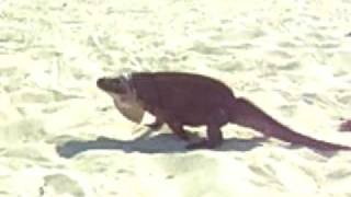 Bahmas Sailboat Charters Feeding the Iguanas at Alain Cay