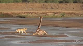 Samburu NR - Lion attacks giraffe