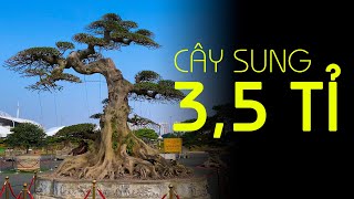 3,5 Tỉ 1 cây Sung cực khủng và hàng loạt những tác phẩm độc đáo đang có mặt ở đường đua F1 hụt