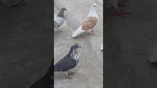 #pigeon hamare new kbootr ka shok kige