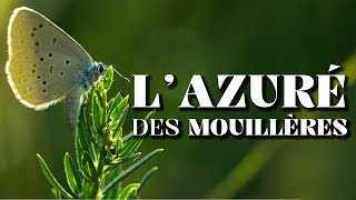 L'AZURÉ DES MOUILLÈRES : La Chronique du Vivant