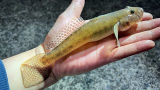 【ハゼ釣りの竿】釣り場で「ウマくなった」気分で大興奮！