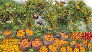 Harvest all the oranges, garden, go to the market, take care of the orange garden