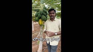 Papaya Farming Cost \u0026 Details | రైతు బడి #Shorts