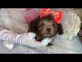 small toy poodle teddy bear 小玩具貴賓犬泰迪熊 843