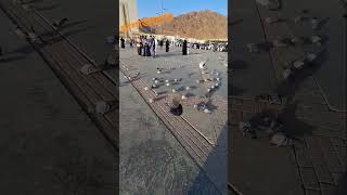 মাশাআল্লাহ মদিনার কবুতর😍🕌 #shortvideo #viral #pigeon #youtubeshorts #islam