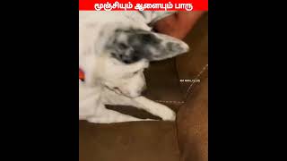 😂🐕🐈 ஏய்! உள்ள போ உள்ள போ...😂🐕🐈#comedyvideos#viral #trending #funnyanimal #videos