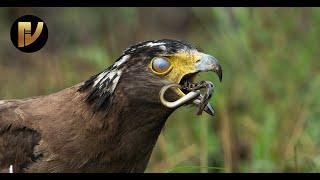 Crested  Serpent Eagle With Snake Catch | Kaziranga National Park